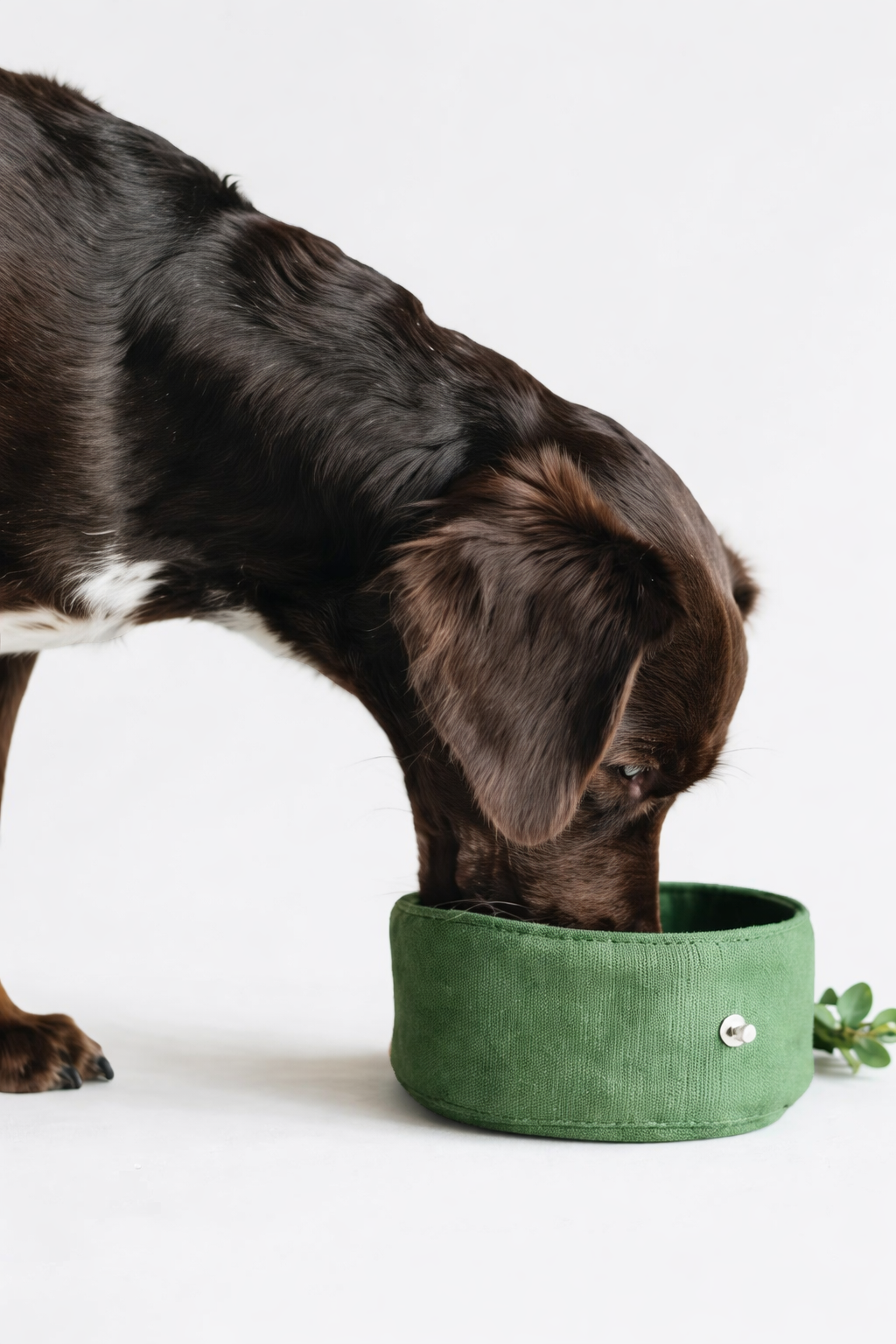 Folding Dog Bowl