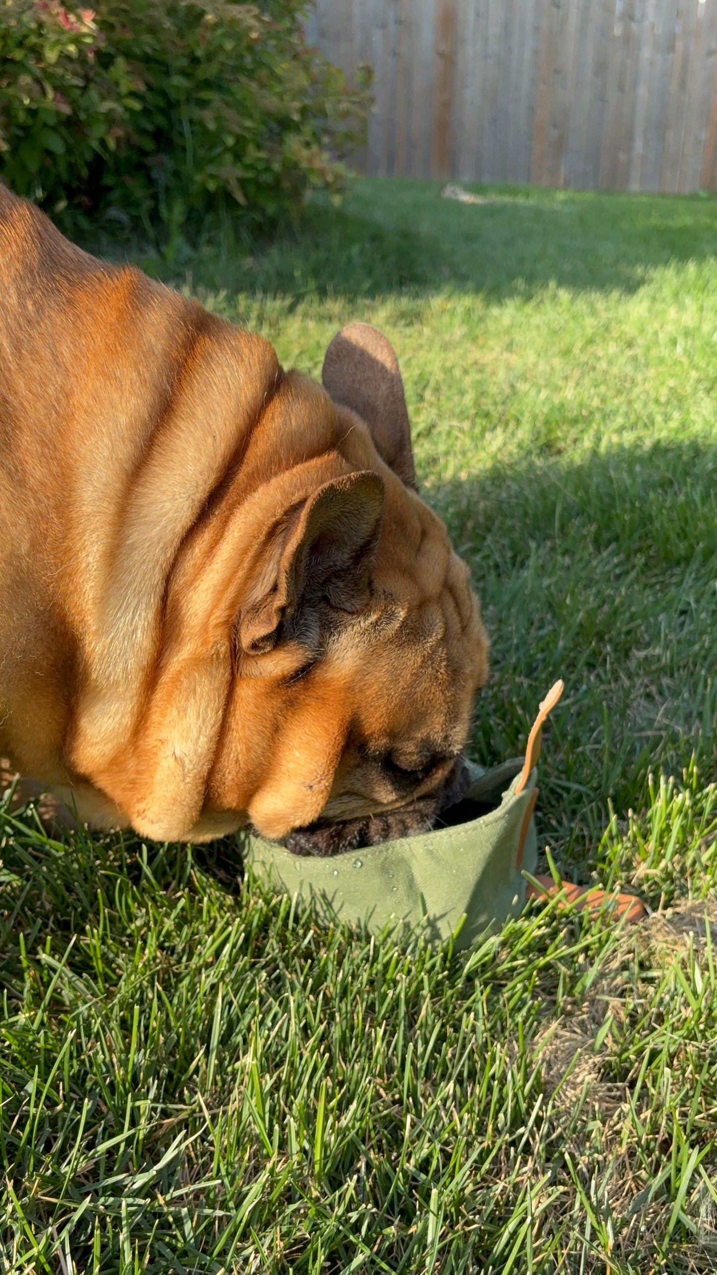 Folding Dog Bowl Canvas - Portable Travel Pet Feeder