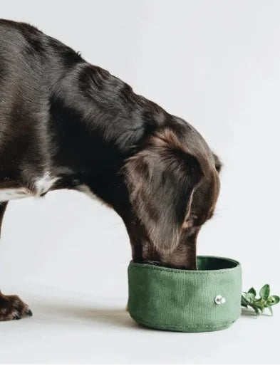 Folding Dog Bowl Canvas - Portable Travel Pet Feeder